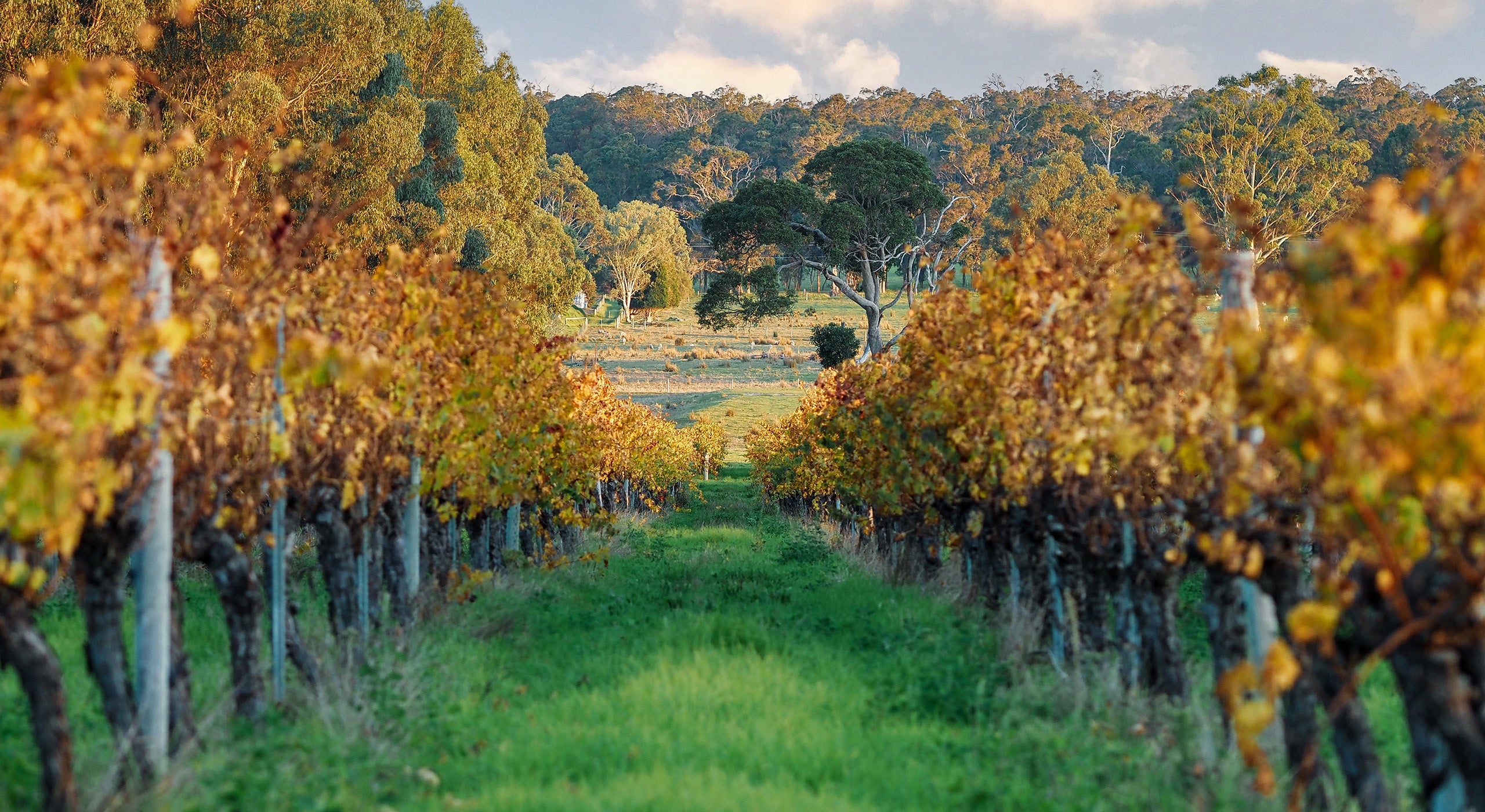 Welcome to Jarvis Estate. An Australian, family-owned and family-operated winery located in the heart of the Margaret River region. Established in 1997.